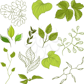 Set of different leaves. A vector illustration.