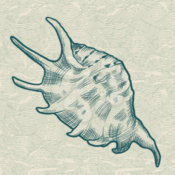 Sea shell. Original hand drawn illustration.