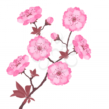 Branch with cherry flowers on white background.