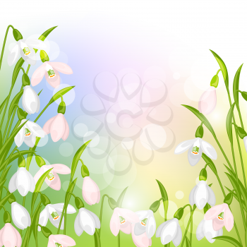 Spring flowers snowdrops natural background.