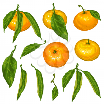 Set of mandarins. Tropical fruits and leaves.