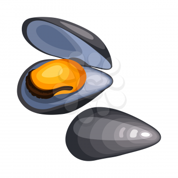Mussels in shell. Isolated illustration of seafood on white background.