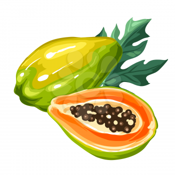 Papaya isolated on white background. Illustration of tropical plant.