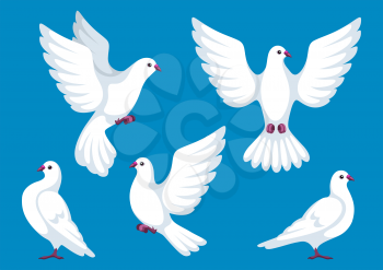 Set of five white doves. Beautiful pigeons faith and love symbol.