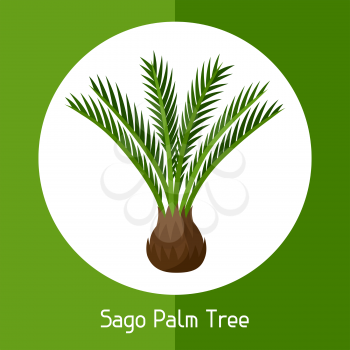 Sago palm tree. Illustration of exotic tropical plant.