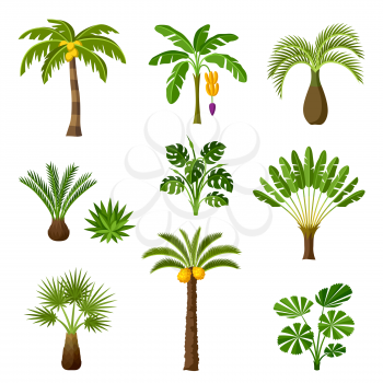 Tropical palm trees set. Exotic tropical plants Illustration of jungle nature.