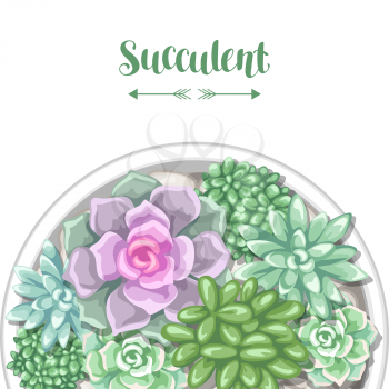 Card with various succulents in pot. Echeveria, Jade Plant and Donkey Tails.
