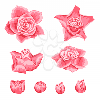 Set of decorative pink roses. Beautiful realistic flowers and buds.