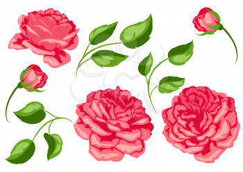 Set of red roses. Beautiful decorative flowers, buds and leaves.