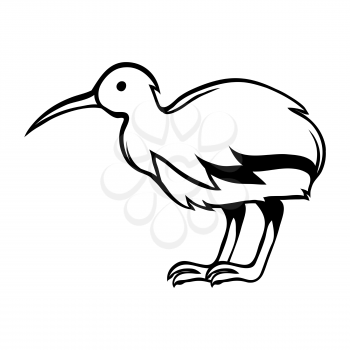 Black and white bird kiwi. Stylized engraving illustration.