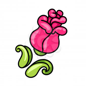 Illustration of decorative rose. Ornamental pink flower.
