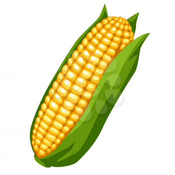 Illustration of sweet golden ripe corn. Agricultural farm item. Isolated vegetable.