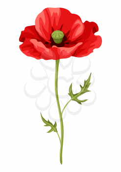 Illustration of realistic poppy. Beautiful summer flower.