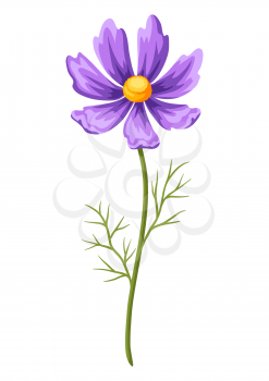 Illustration of realistic cosmea. Beautiful summer flower.