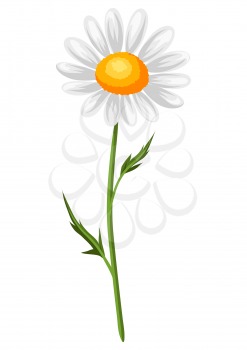 Illustration of realistic chamomile. Beautiful summer flower.