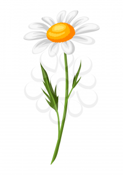 Illustration of realistic chamomile. Beautiful summer flower.