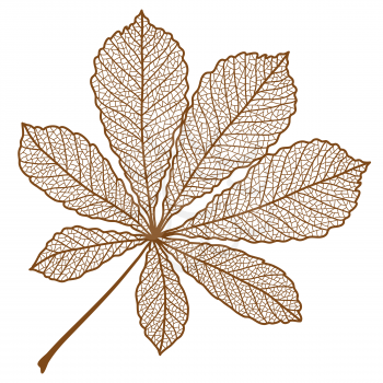 Illustration of autumn chestnut leaf. Image of foliage with veins.