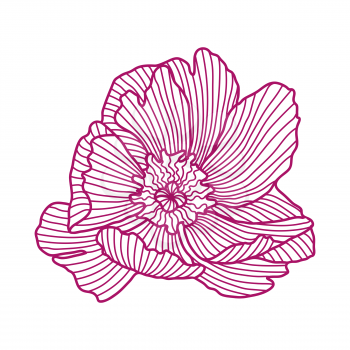 Illustration of linear peony. Beautiful decorative stylized summer flower.