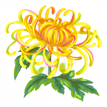 Illustration of blooming chrysanthemum flower. Decorative beautiful plant.