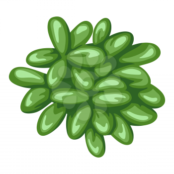 Illustration of succulent. Decorative home plant. Natural image or icon. .