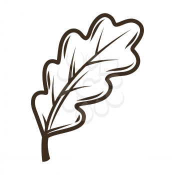 Illustration of oak leaf. Object in engraving hand drawn style. Old natural decorative element.