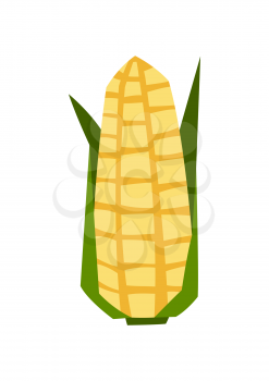 Illustration of ripe corn cob. Agricultural stylized plant. Harvesting season item.