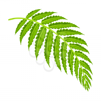 Illustration of stylized fern leaf. Decorative image of tropical foliage and plant.