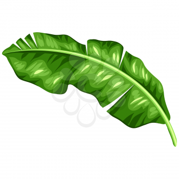 Illustration of stylized banana palm leaf. Decorative image of tropical foliage and plant.
