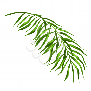 Stylized illustration of palm branch. Image for design and decoration. Object or icon in hand drawn style.