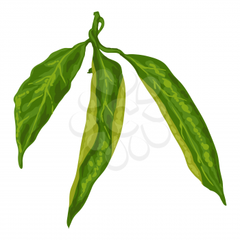 Stylized illustration of leaves. Image for design and decoration. Object or icon in hand drawn style.