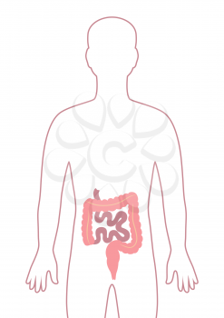 Illustration with intestines internal organ. Human body anatomy. Health care and medical education image.