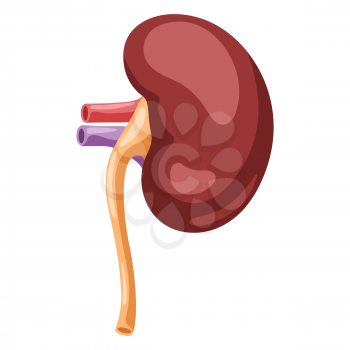 Illustration of kidney internal organ. Human body anatomy. Health care and medical education icon.