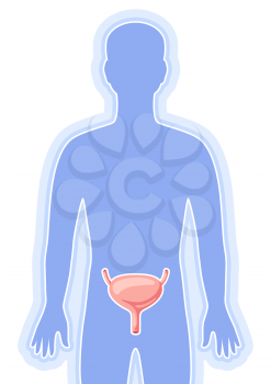 Illustration with bladder internal organ. Human body anatomy. Health care and medical education image.