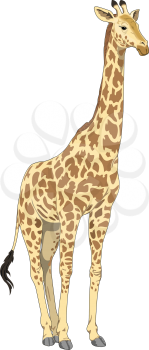 Giraffe Clipart