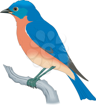 Bluebird Clipart