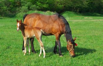Foal and mother. Rural scene.