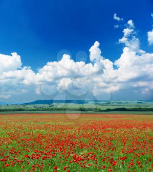 Deep blue sky and poppy meadow. Landscape design.
