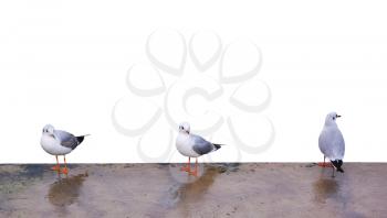 Three sea gulls. Isolated objects.