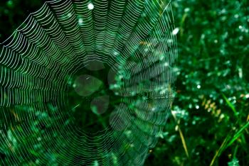 Nature web. Element of design,