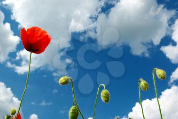 Poppy in sky. Nature composition.