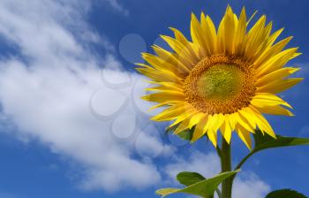 Sunflower in sky. Element of design.