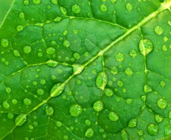 Dew on green leaf. Composition of nature.