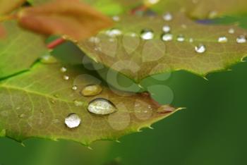 Rose leaf in dew. Composition of nature.