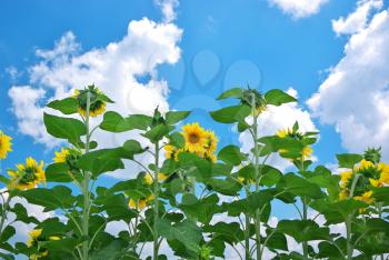Sunflowers and sky. Nature composition.