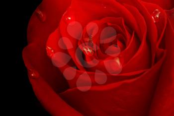 Rose in dark. Element of design.