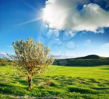 Spring tree in green meadow. Nature composition.
