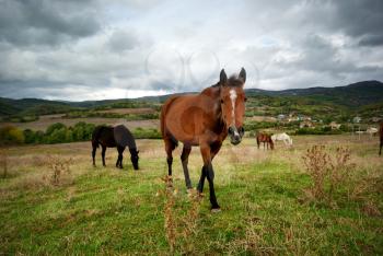 Horse in meadow. Nature composition.