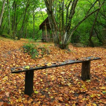 Bench in autumn forest. Nature composition.