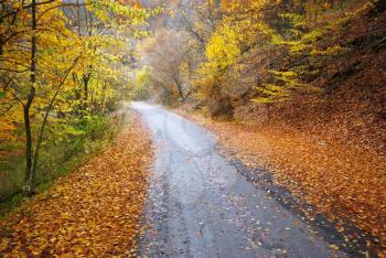 Road in autumn wood. Nature composition. 