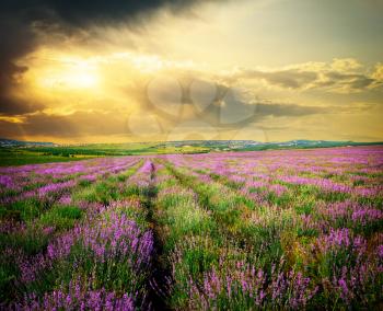 Meadow of lavender. Nature composition. 